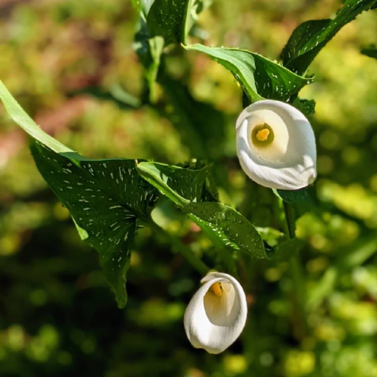 plant image 1594421 plant image 1594421