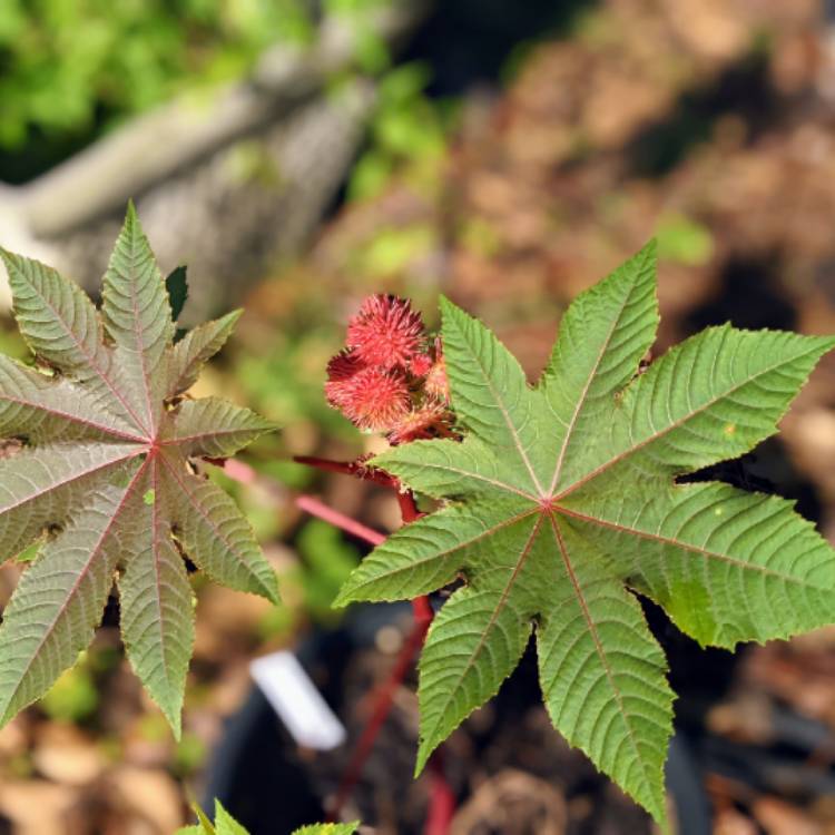 plant image 1594431
