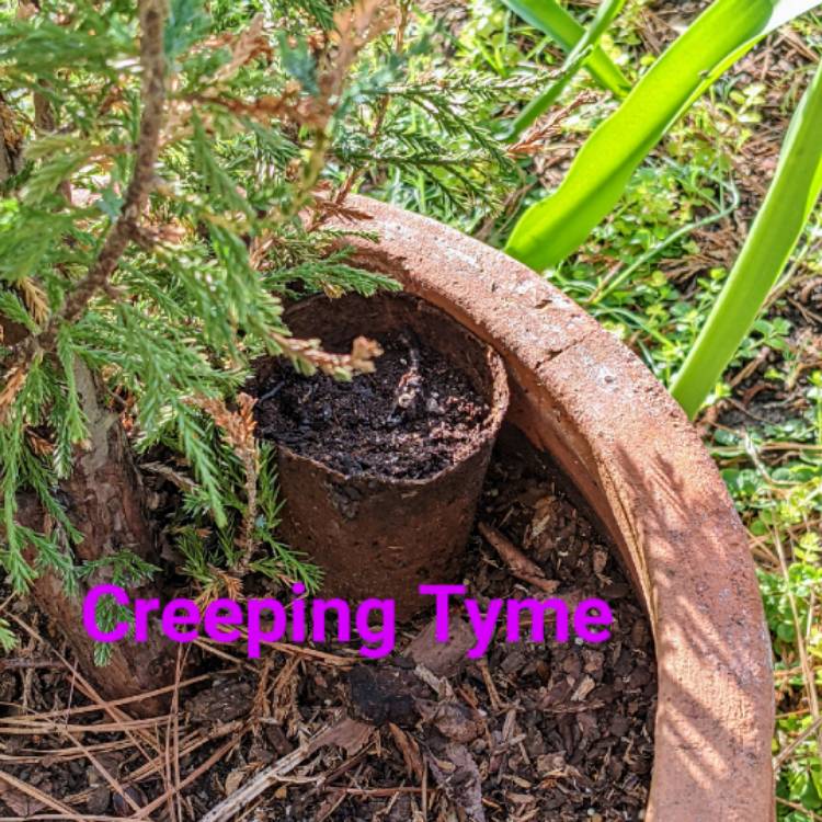 plant image 1596900