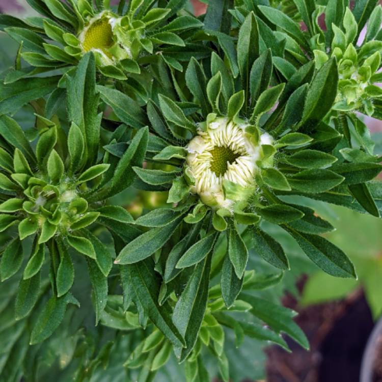 plant image 1598059