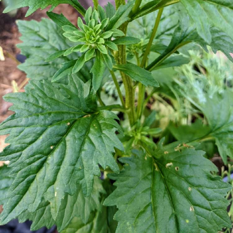 plant image 1598060