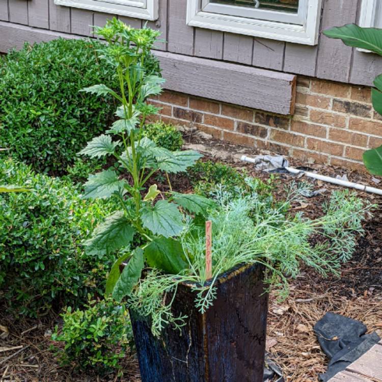 plant image 1598062