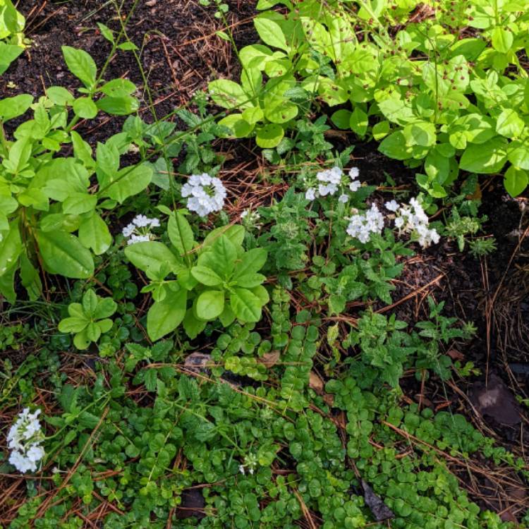 Plant image Verbena 'Aztec Silver Magic'