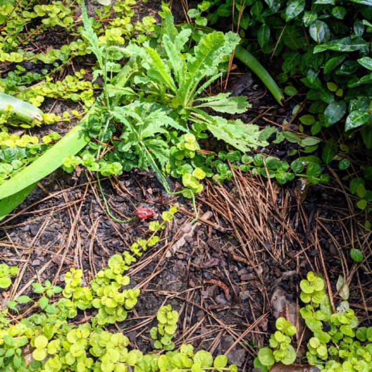 plant image 1599654