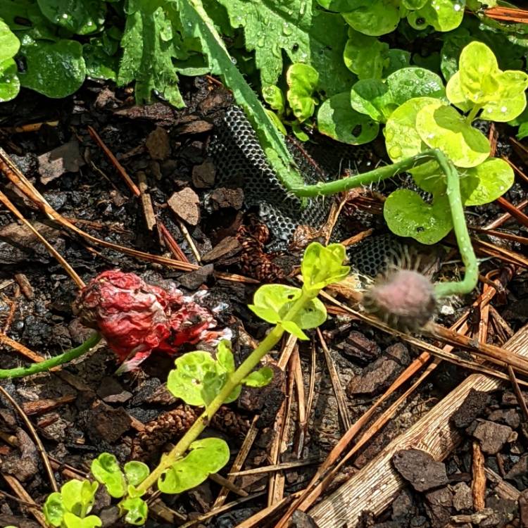 plant image 1599656