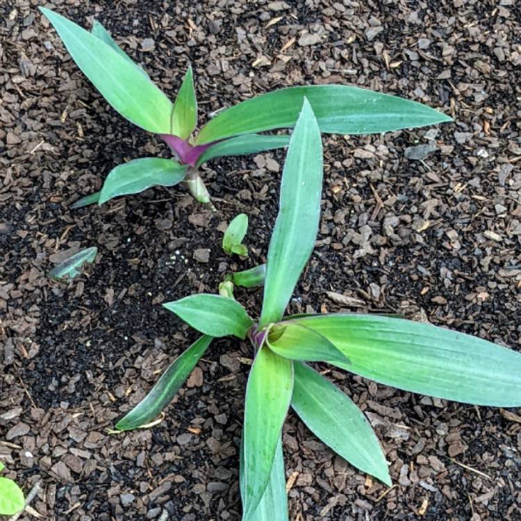 plant image 1599665 plant image 1599665