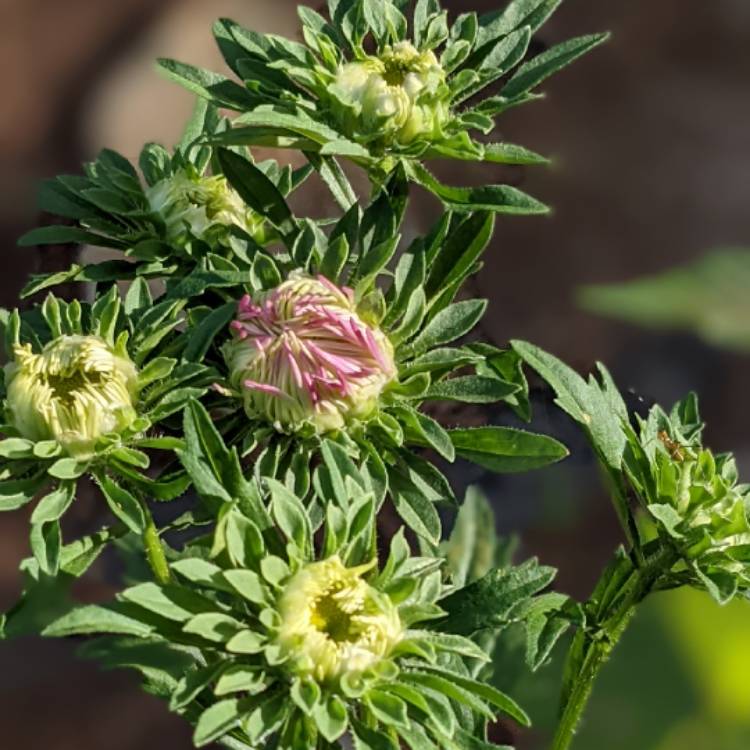 Plant image Callistephus Chinensis