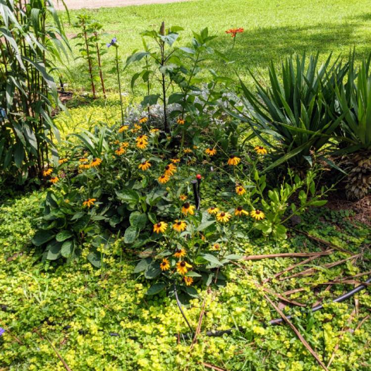 plant image 1609790 plant image 1609790