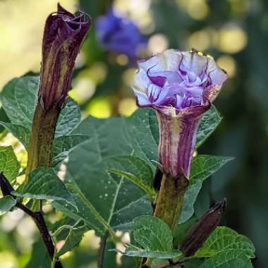 Datura metel 'Double Blackcurrant Swirl'