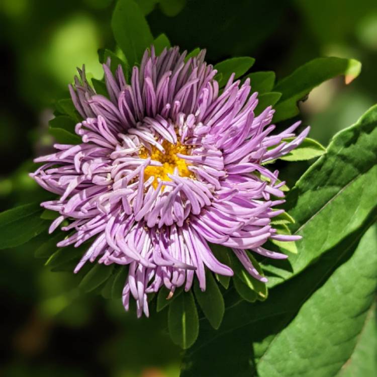 plant image 1613807