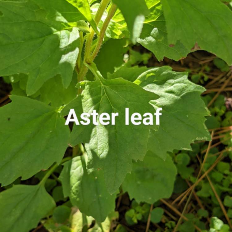 plant image 1613809
