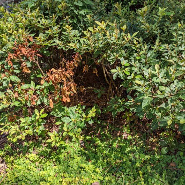 plant image 1613814 plant image 1613814