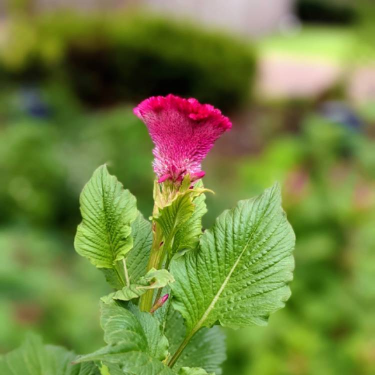 plant image 1618476 plant image 1618476