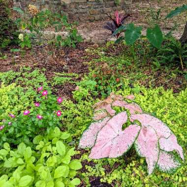 Caladium hortulanum 'Pink Cloud'