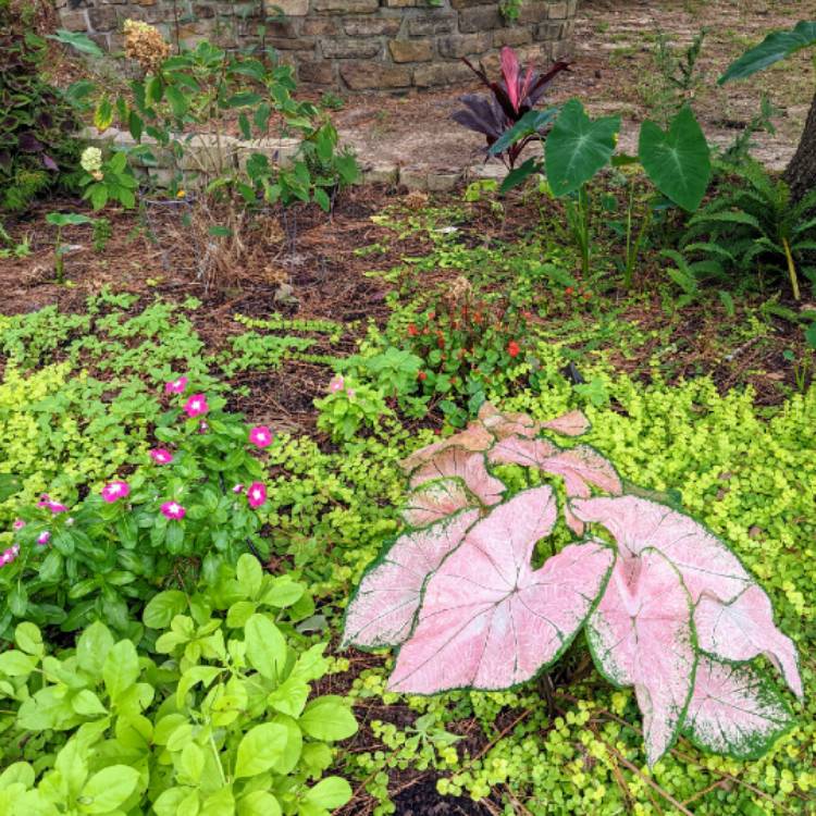 Plant image Caladium hortulanum 'Pink Cloud'