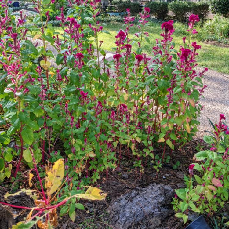 plant image 1628963 plant image 1628963