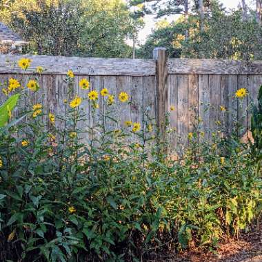 Helianthus x laetiflorus