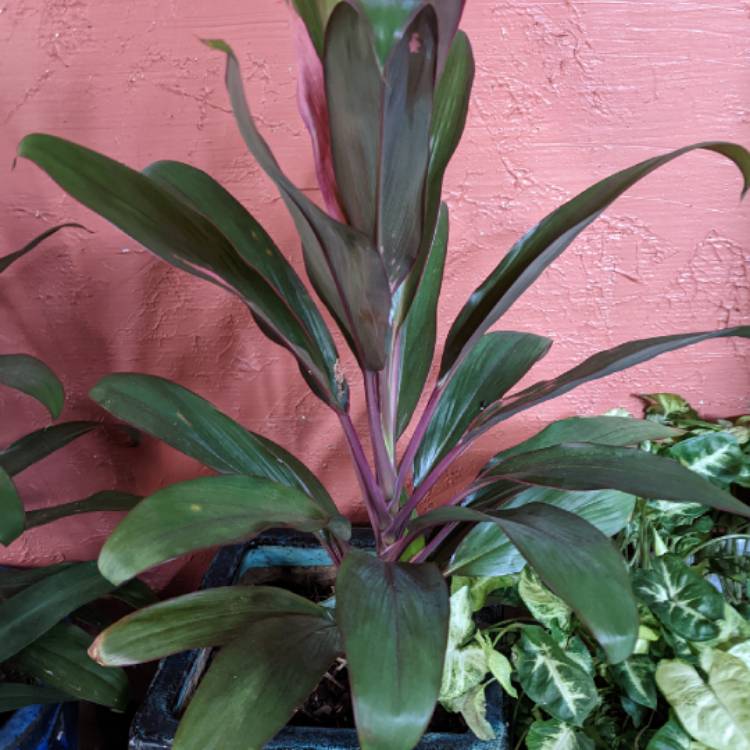 plant image 1638503 plant image 1638503