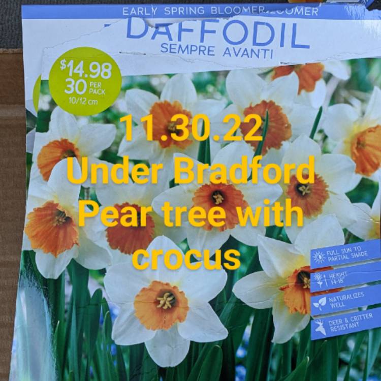 Plant image Narcissus 'Sempre Avanti'