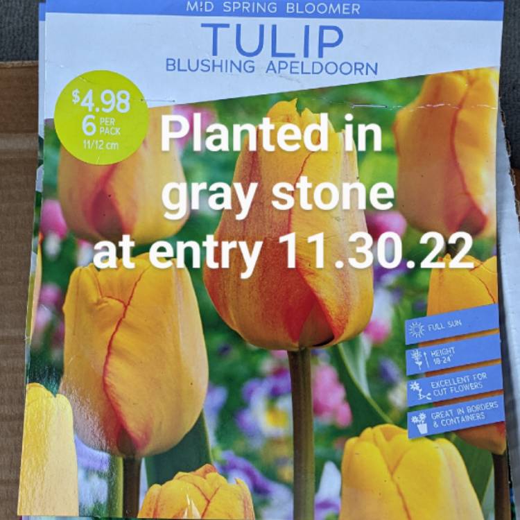 Plant image Tulipa 'Blushing Apeldoorn'