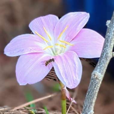 Zephyranthes minuta syn. Zephyranthes grandiflora