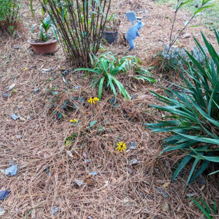 plant image 1639942 plant image 1639942