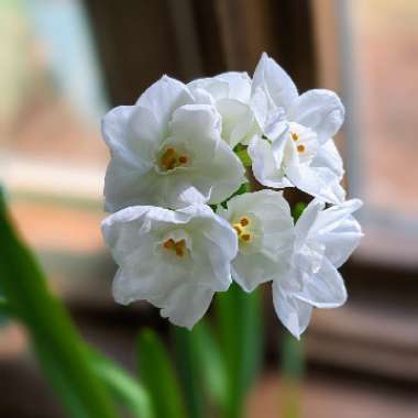 Daffodil (Species) Paper White Daffodil
