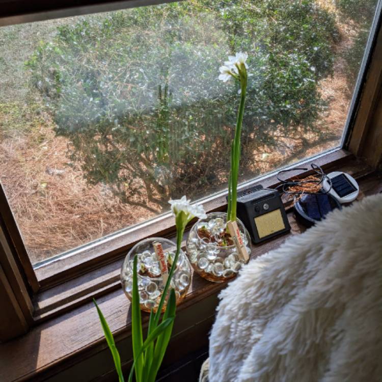 plant image 1641908