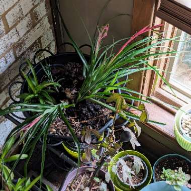 Friendship Plant