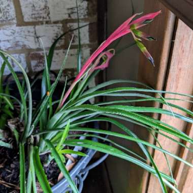 Friendship Plant