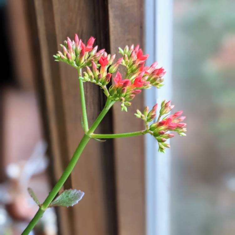 Plant image Kalanchoe