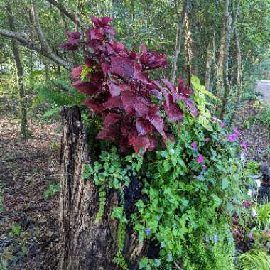 Rachel's garden