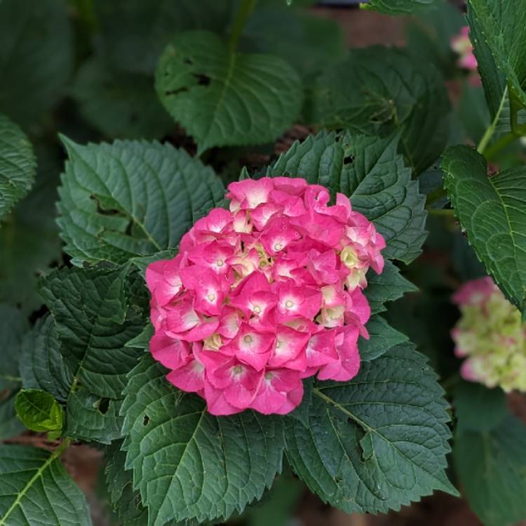 plant image 1708879 plant image 1708879