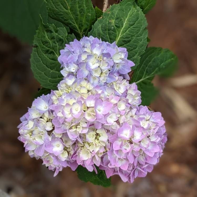plant image 1708881 plant image 1708881