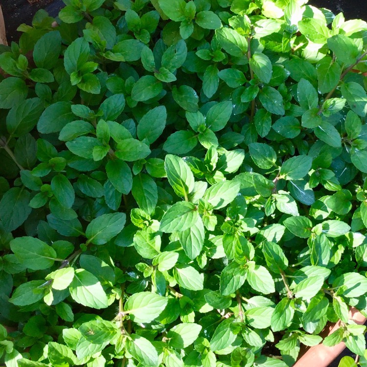 Plant image Mentha x piperita 'French Peppermint'