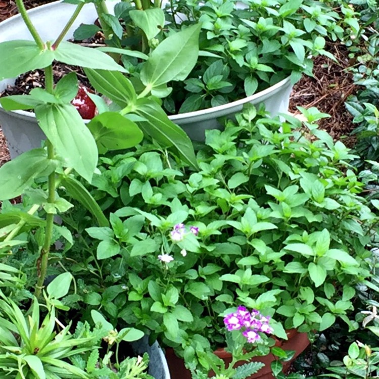 plant image 781493 plant image 781493