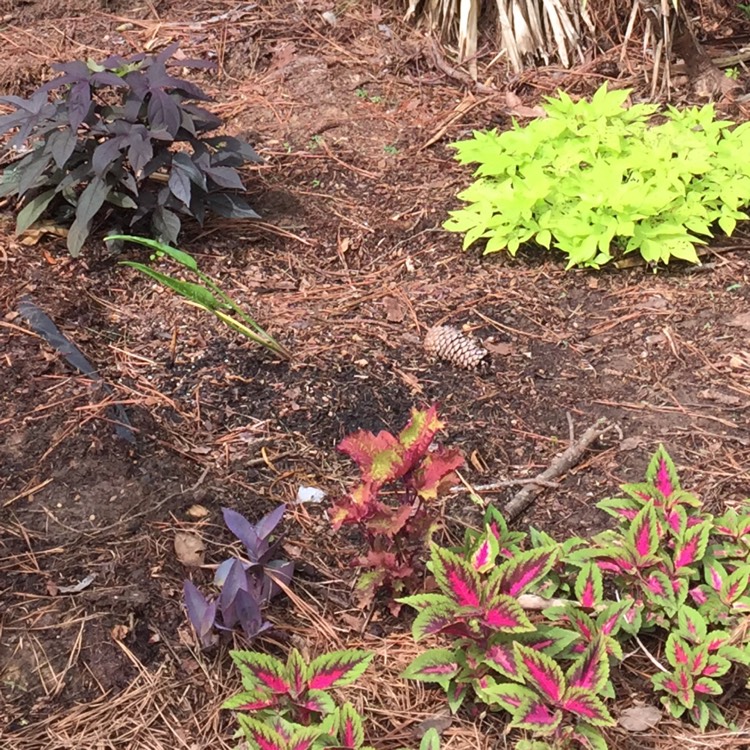plant image 787678
