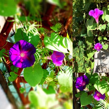 Ipomoea purpurea 'Grandpa Ott'