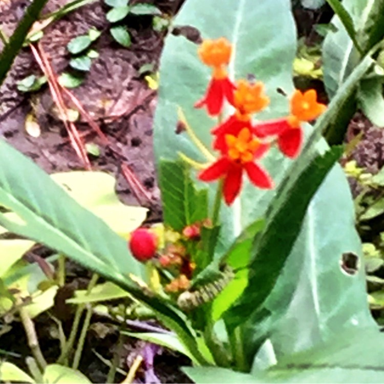 plant image 846600 plant image 846600