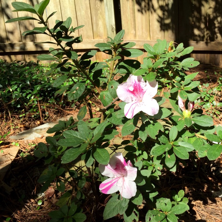 plant image 863343 plant image 863343