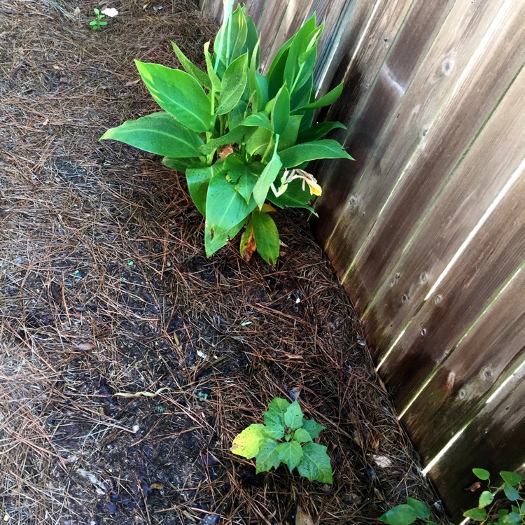 plant image 863347 plant image 863347