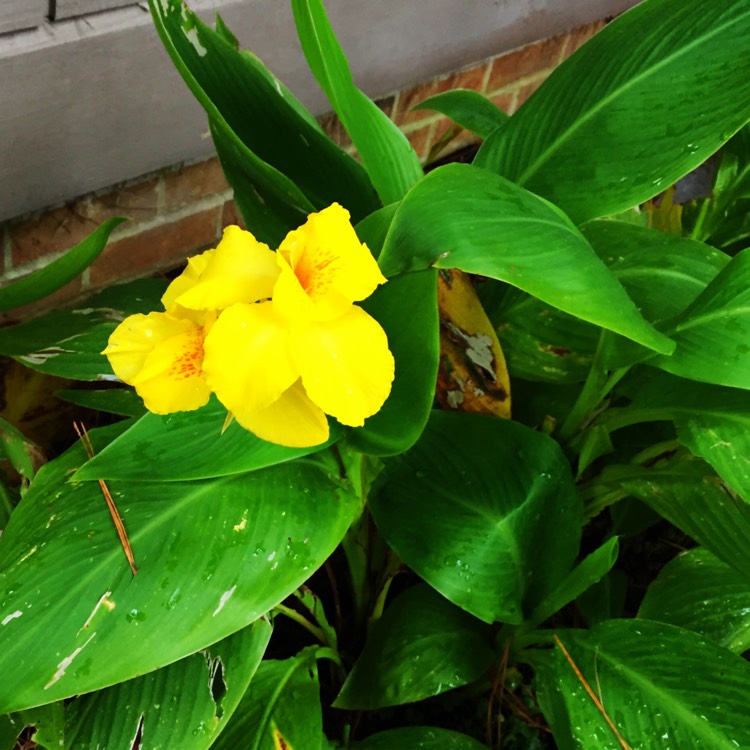 plant image 885501 plant image 885501