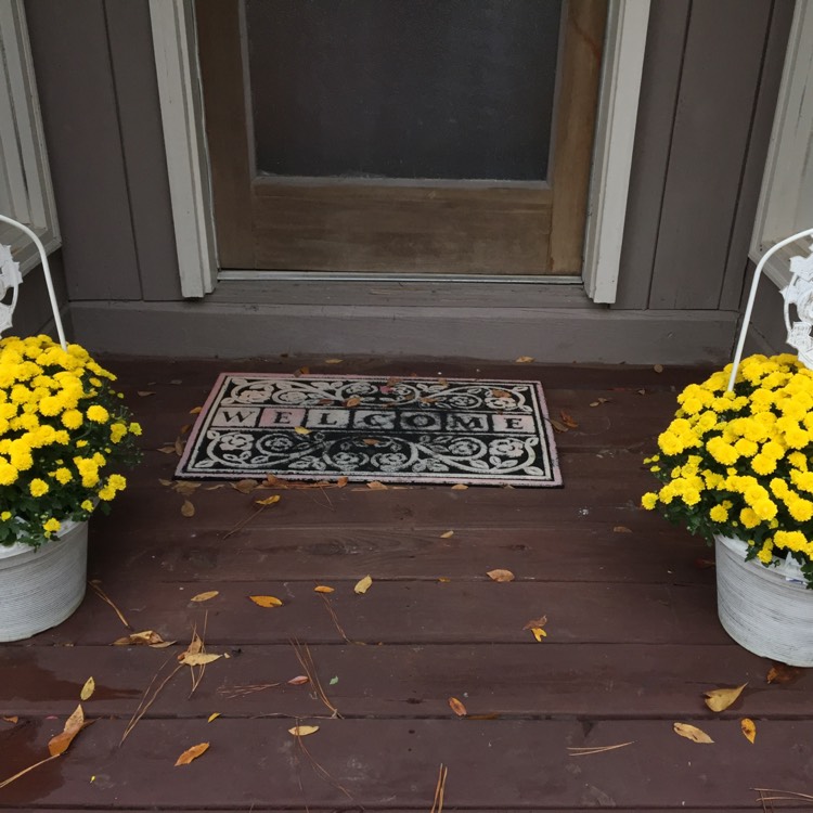plant image 885504 plant image 885504