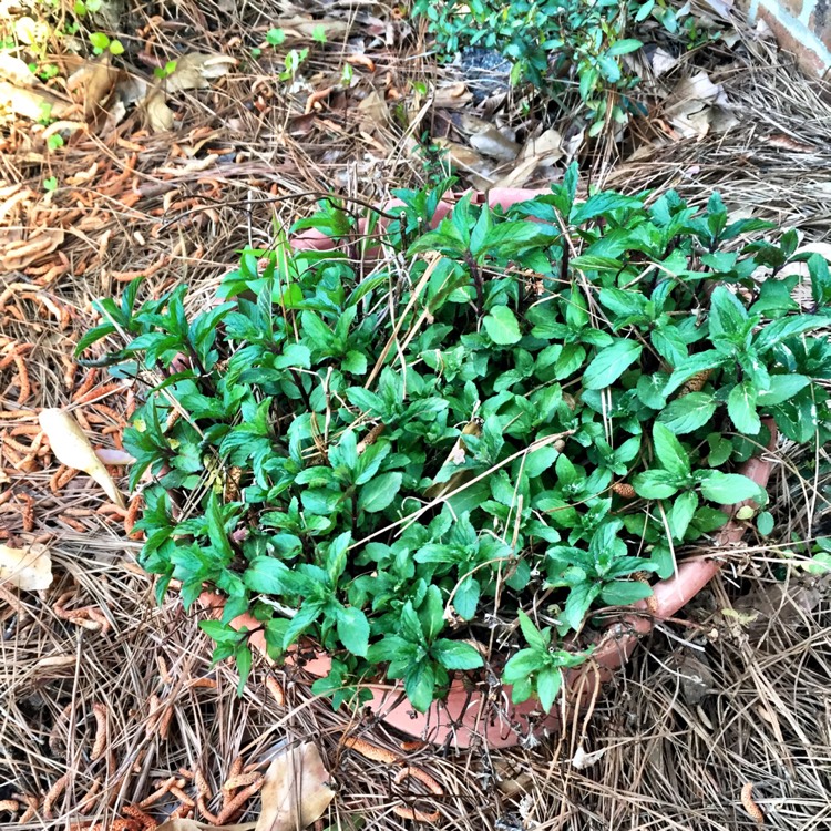 Plant image Mentha x piperita 'French Peppermint'