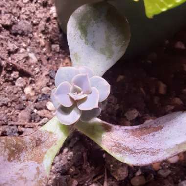 Echeveria 'Perle Von Nurnberg'