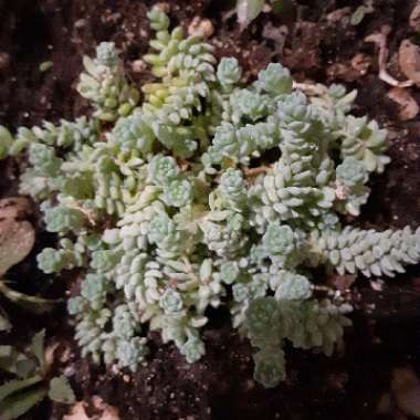 Sedum 'Dasyphyllum'