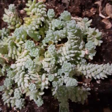 Sedum 'Burro's Tail'