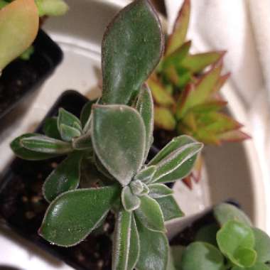 Echeveria 'Pulvinata'