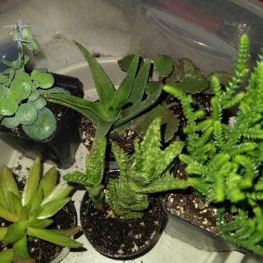 Rachel's garden
