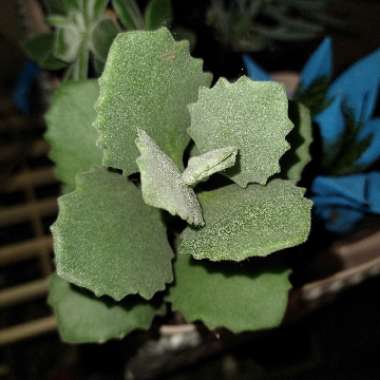 Kalanchoe millottii